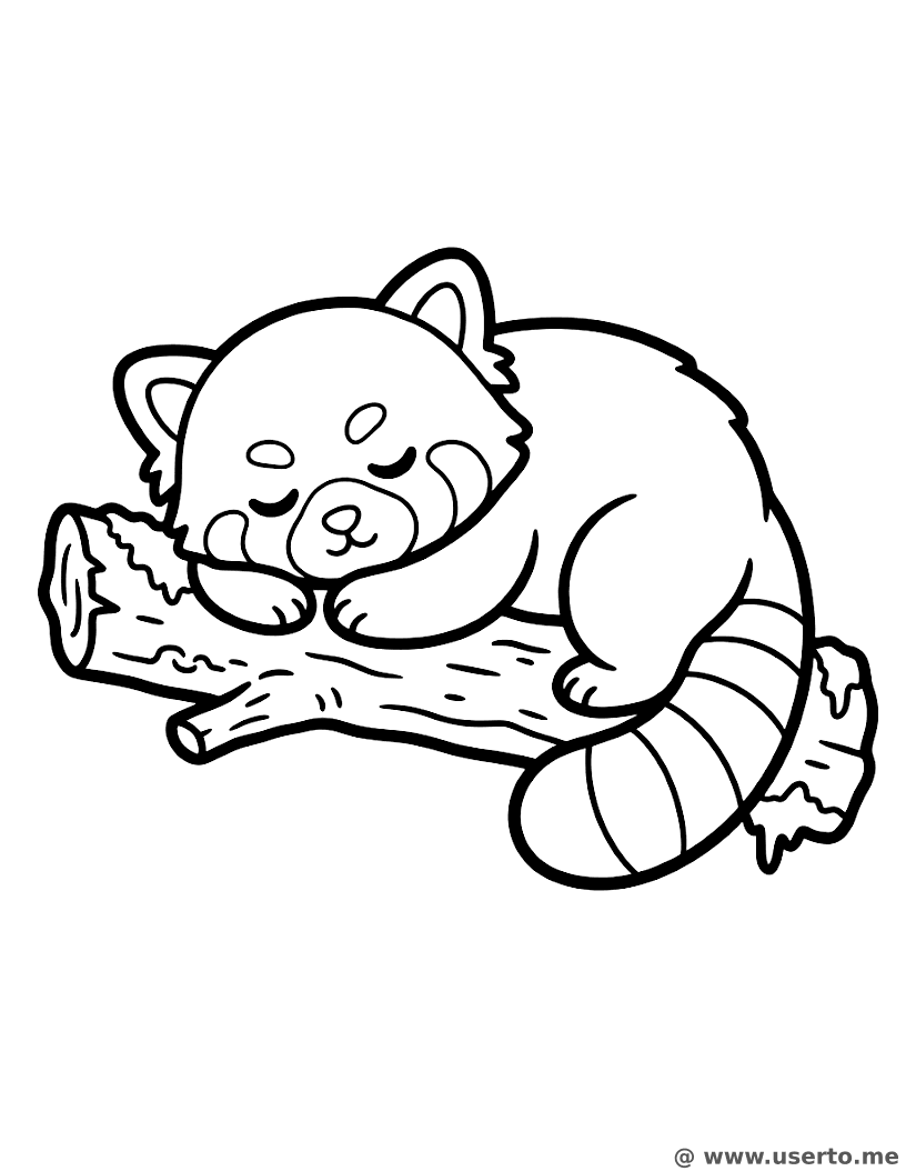 Gemütliches Roter Panda Schläfchen