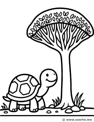 Der Schildkröten-Freund von Sokotra