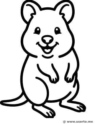 Quokkas großes, fröhliches Lächeln
