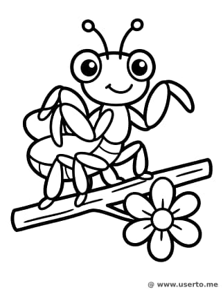 Mantis Orquídea Rosa